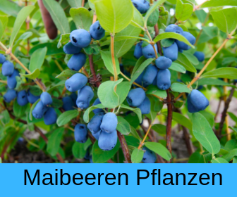 Maibeeren Pflanzen