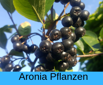Aronia Pflanzen