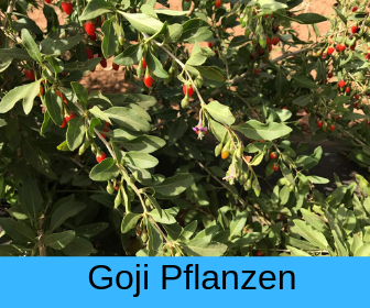 Goji Pflanzen