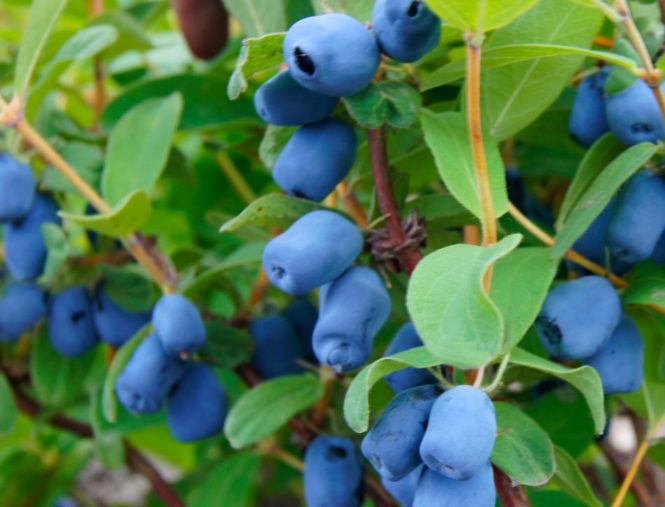 Maibeeren Plantagen