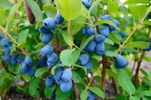 Maibeeren Pflanzen