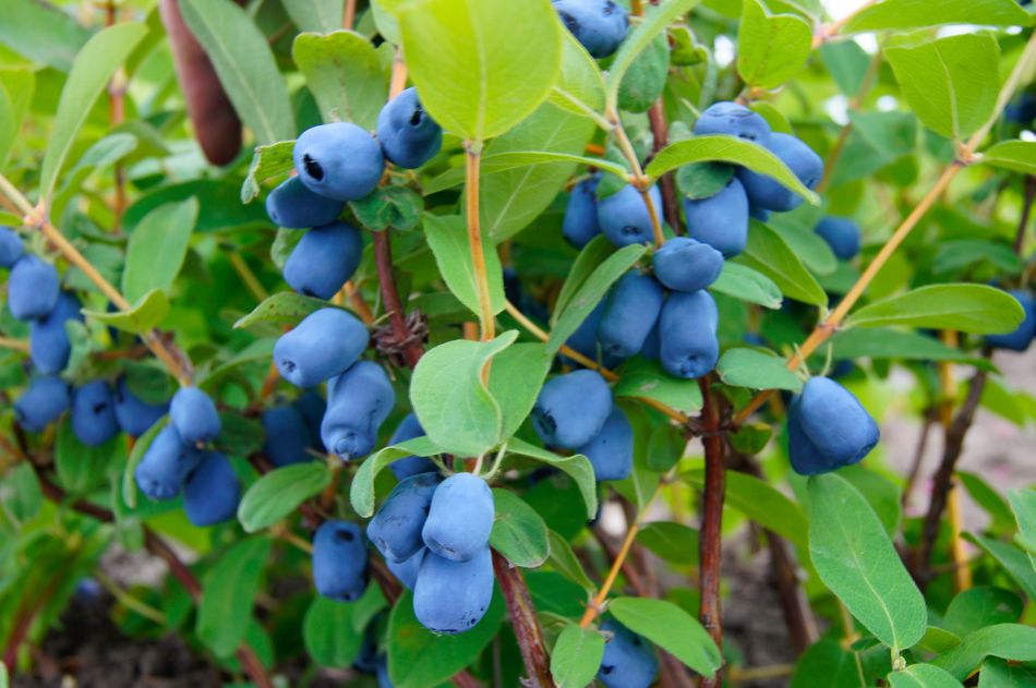 Maibeeren Pflanze für Plantagen