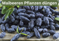 Maibeeren Pflanzen düngen