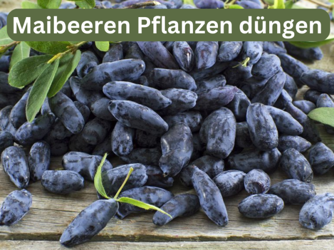 Maibeeren Pflanzen düngen